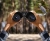 KF-CONCEPT-lornetka-KF33.094.webp