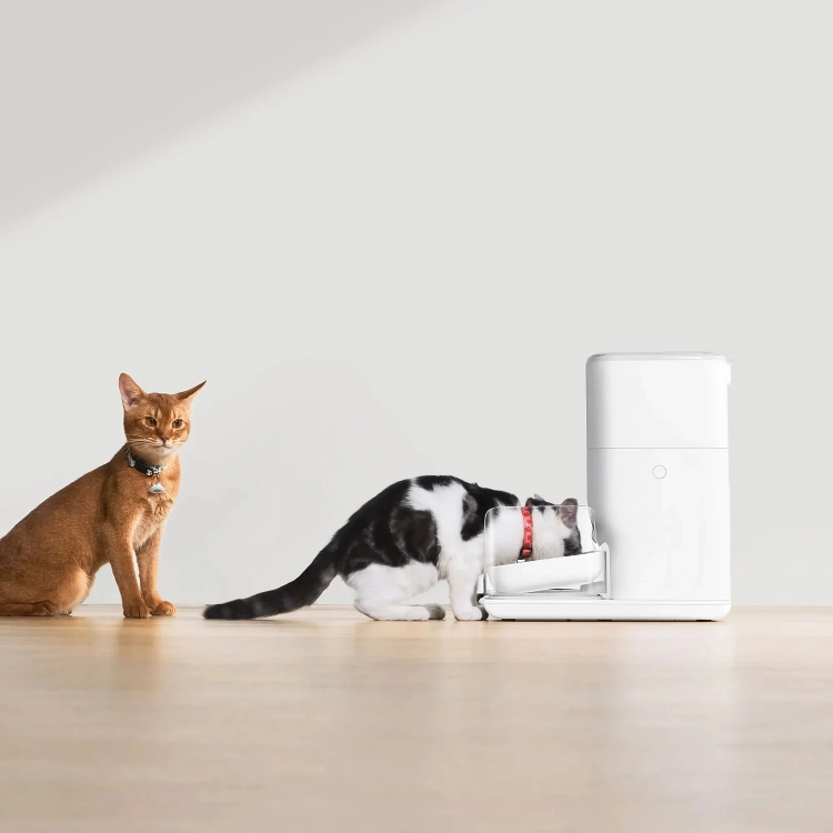 Dwa koty przy karmniku CATLINK Fresh 2 Pro, jeden je, drugi czeka
