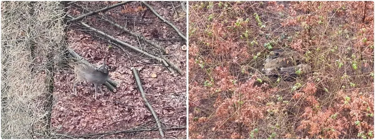 Dokumentacja zwierzyny wykonana dronem DJI Matrice 4T