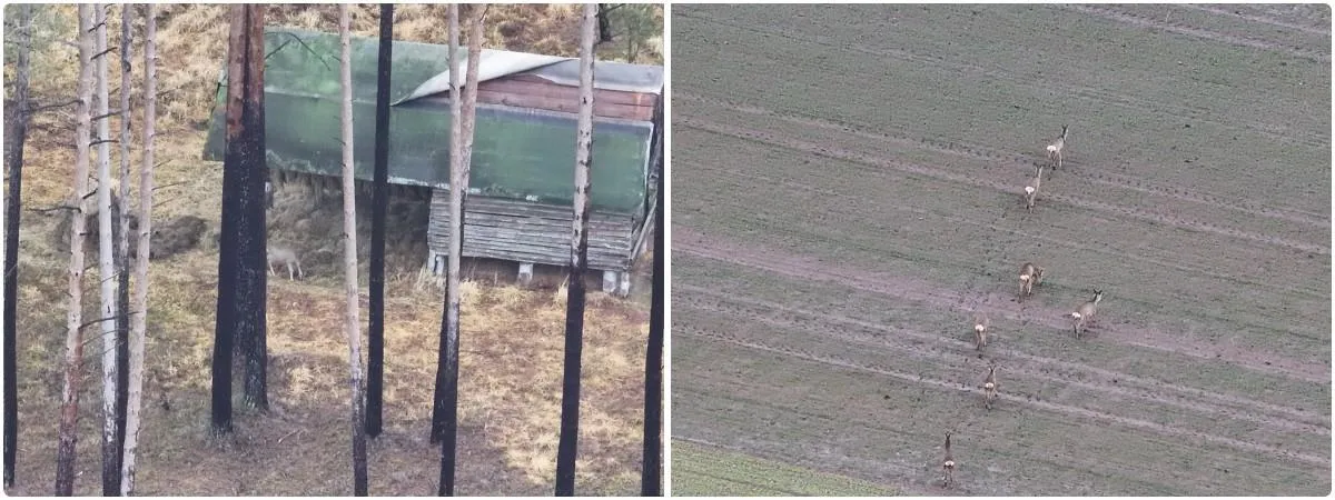 Obserwacja zwierzyny przy użyciu drona DJI Matrice 4T