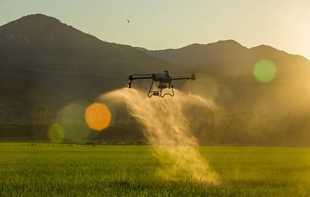 DJI Agras T25P wykonujący oprysk nad polem o zachodzie słońca – równomierna aplikacja cieczy.