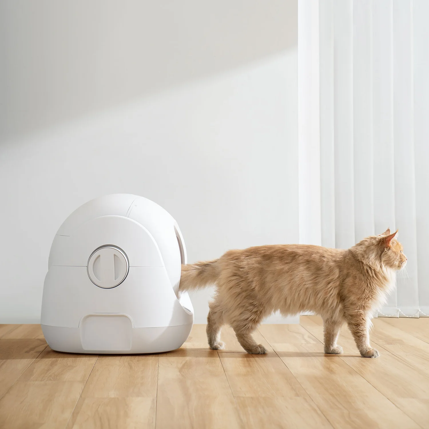Kot przechodzący obok kuwety CATLINK BayMax w mieszkaniu