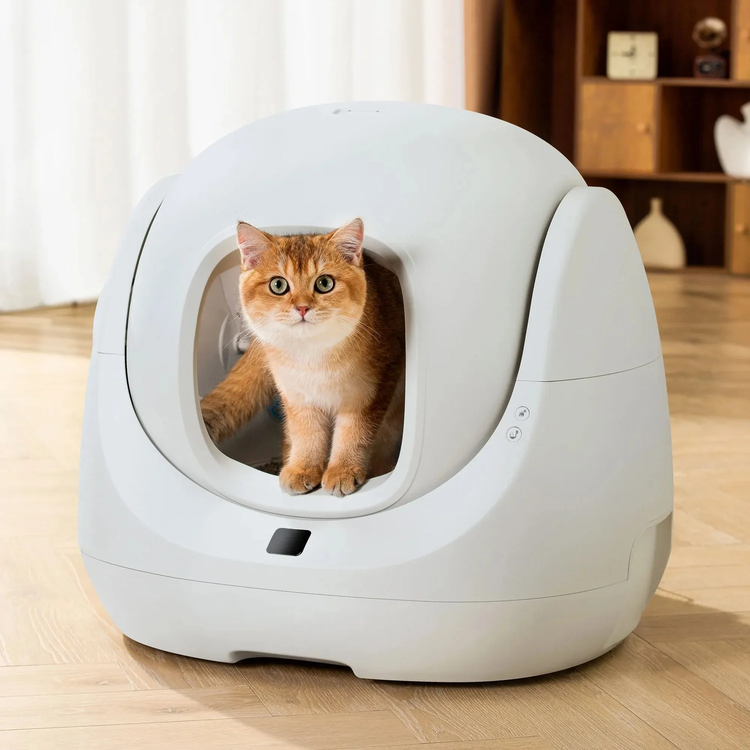 Kot siedzący w wejściu kuwety CATLINK BayMax Lite w salonie