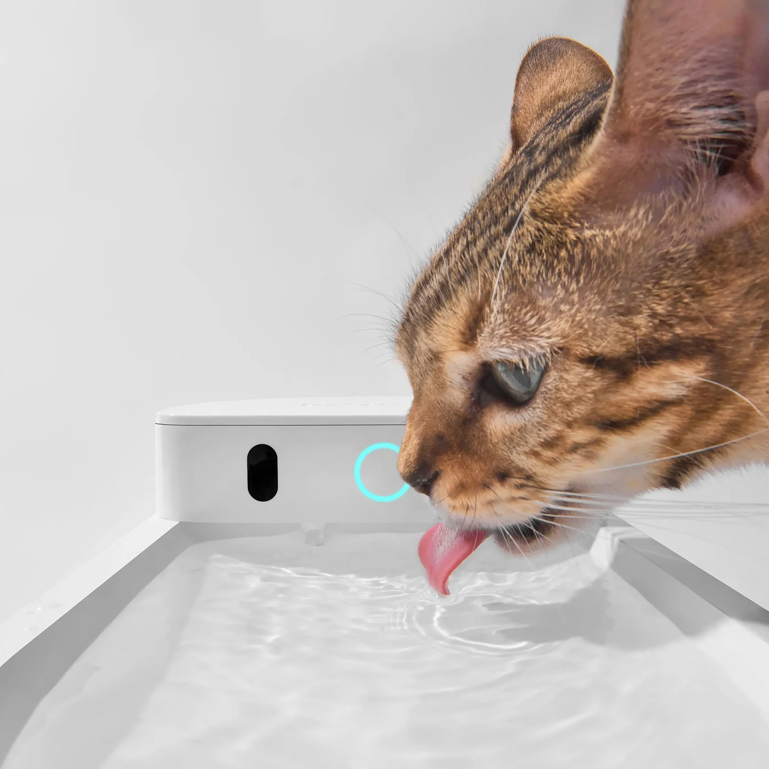 Kot pijący z fontanny CATLINK Pure 3, zbliżenie na misę z wodą